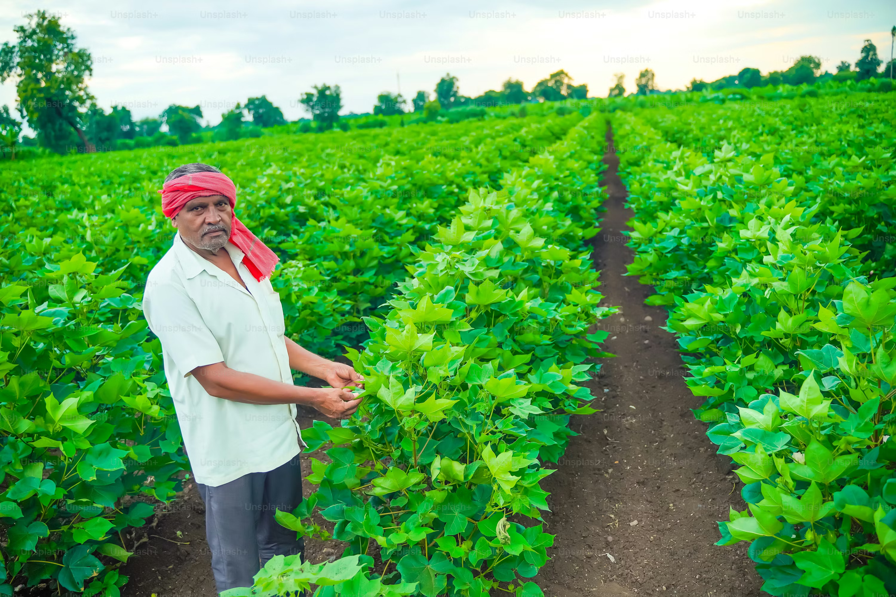 Agricultural Heartland